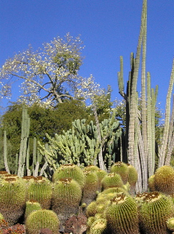 Barrell Cactus